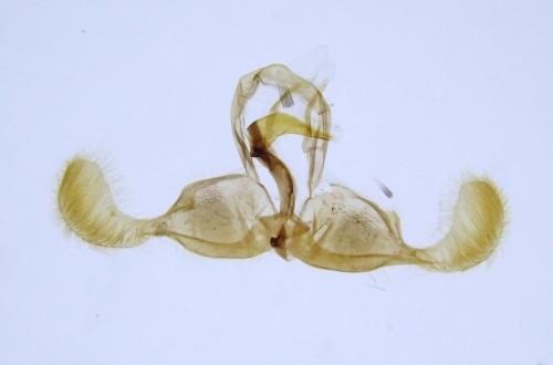 Dichrorampha plumbagana